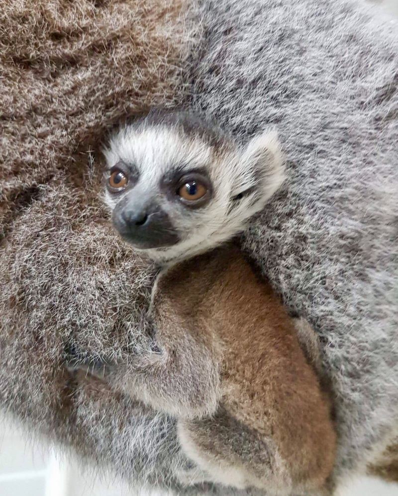 Other image for Surprise Easter arrival at Yorkshire Wildlife Park